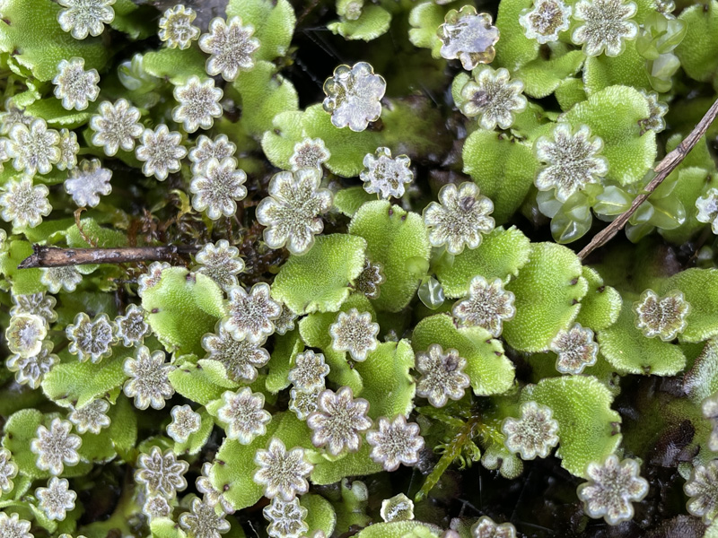 Marchantia polymorpha subsp. montivagans